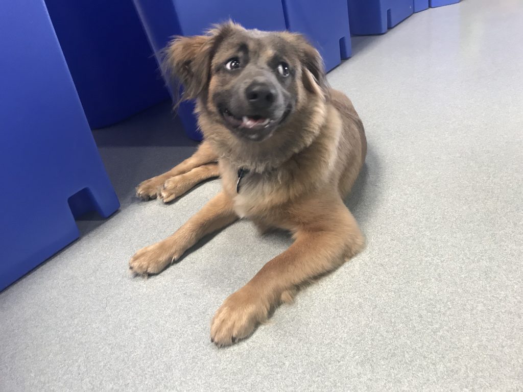 Diggity Doggy Doggy Daycare, CageFree Boarding, and Fostering Program