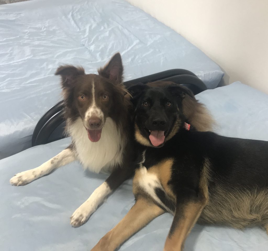 Diggity Doggy Doggy Daycare, CageFree Boarding, and Fostering Program