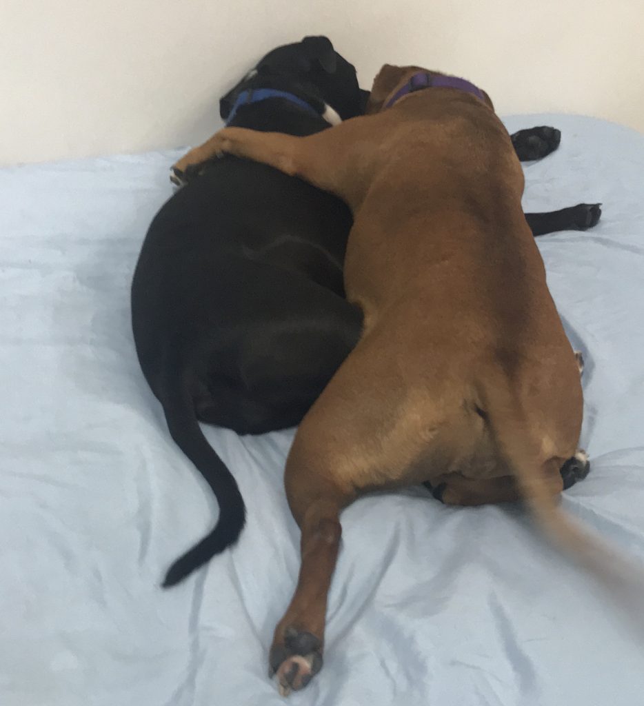 diggity doggy daycare