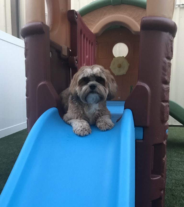 Diggity Doggy Doggy Daycare, CageFree Boarding, and Fostering Program